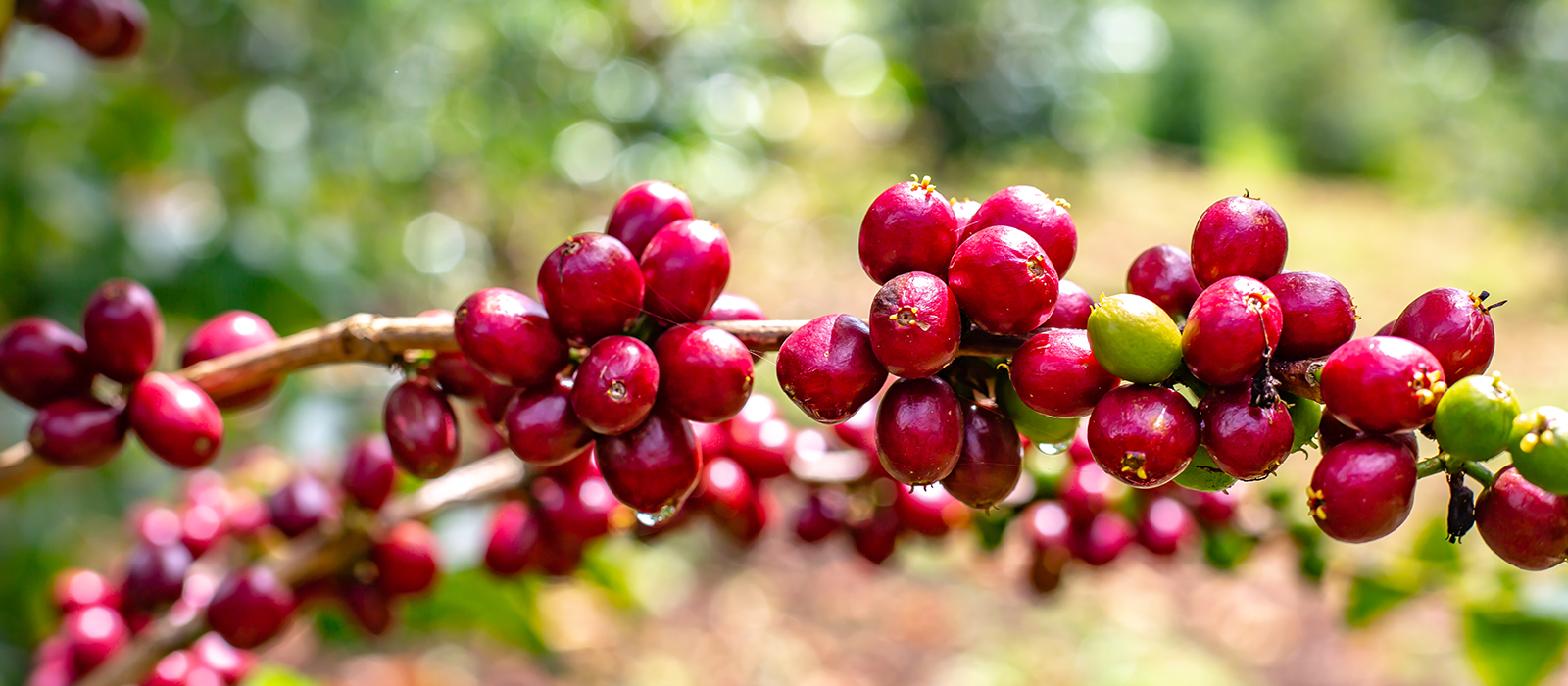 blue mountain kaffee